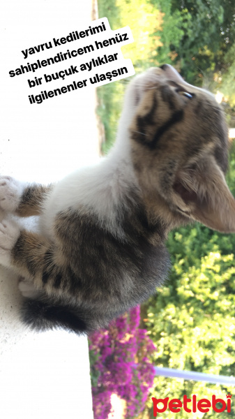 Tekir Kedi, Kedi  Henüz yavrulara isim koymadık fotoğrafı