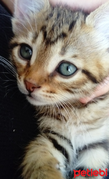 Tekir Kedi, Kedi  Paşa fotoğrafı