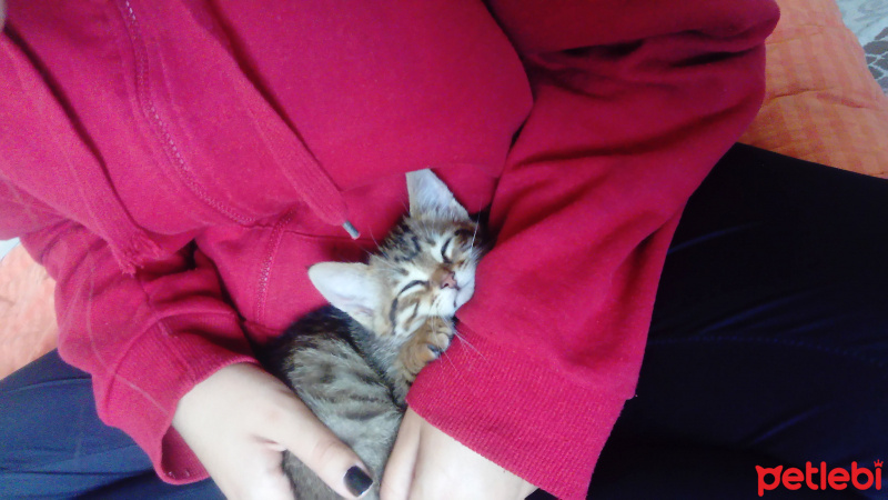 Tekir Kedi, Kedi  Paşa fotoğrafı