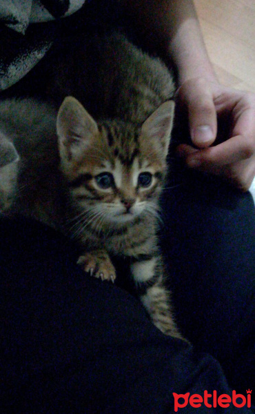 Tekir Kedi, Kedi  Paşa fotoğrafı