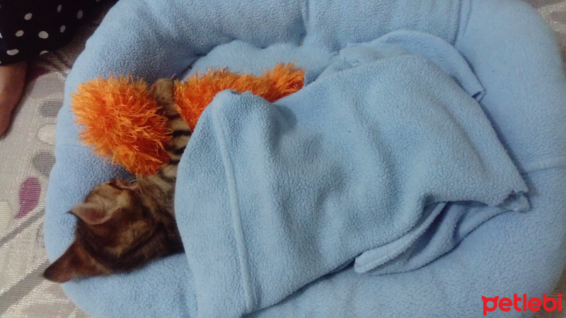 Tekir Kedi, Kedi  Paşa fotoğrafı