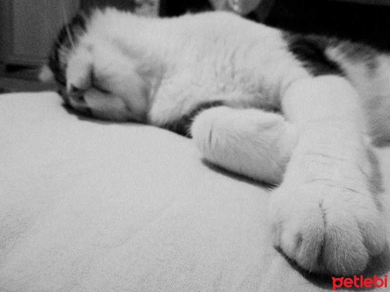 Tekir Kedi, Kedi  Tostos fotoğrafı