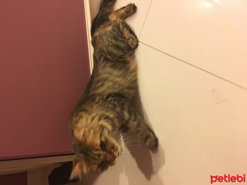 Norwegian Forest, Kedi  walnut fotoğrafı
