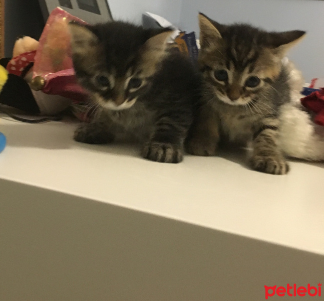 Norwegian Forest, Kedi  walnut fotoğrafı