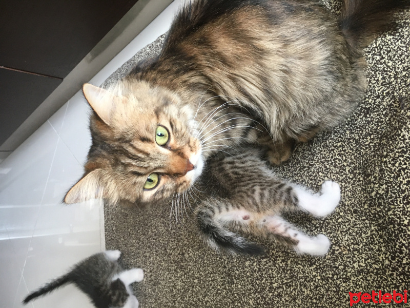 Norwegian Forest, Kedi  walnut fotoğrafı
