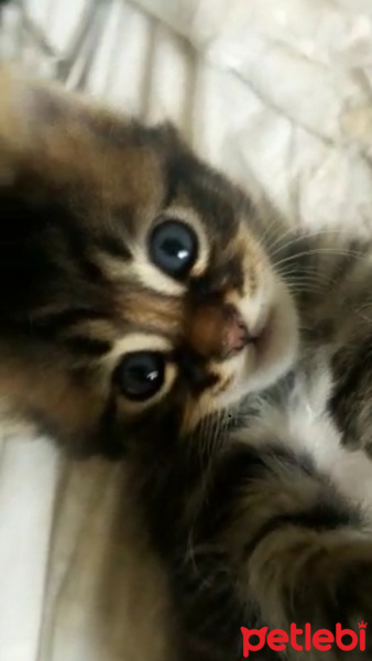 Norwegian Forest, Kedi  walnut fotoğrafı
