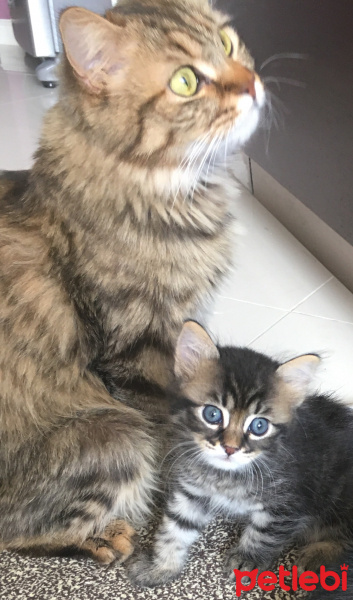 Norwegian Forest, Kedi  walnut fotoğrafı