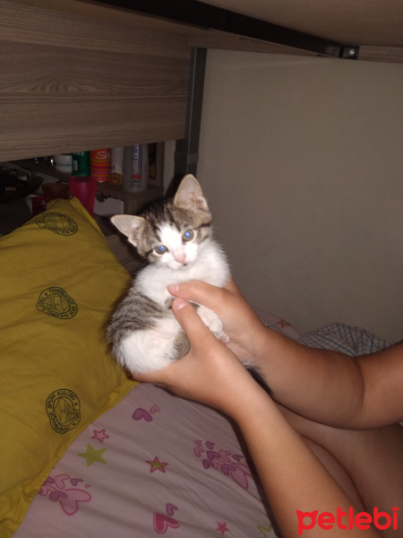 Tekir Kedi, Kedi  Çirkin fotoğrafı