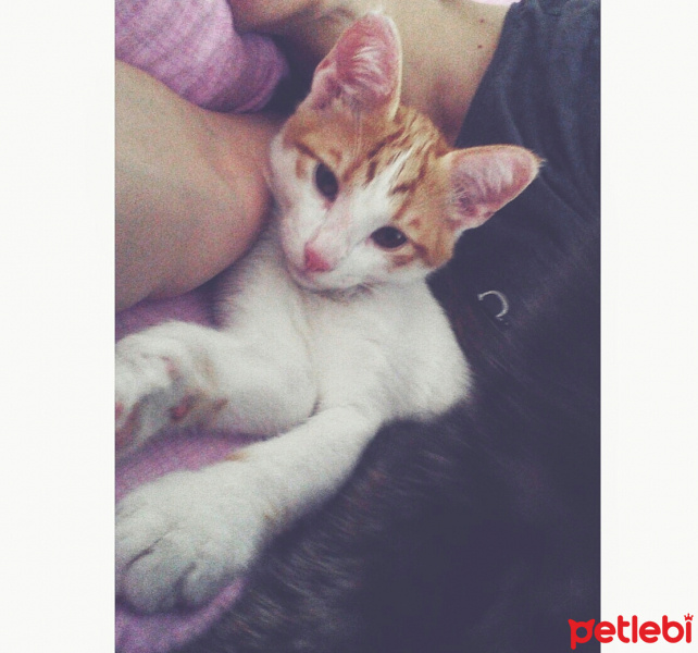 Tekir Kedi, Kedi  winnie fotoğrafı