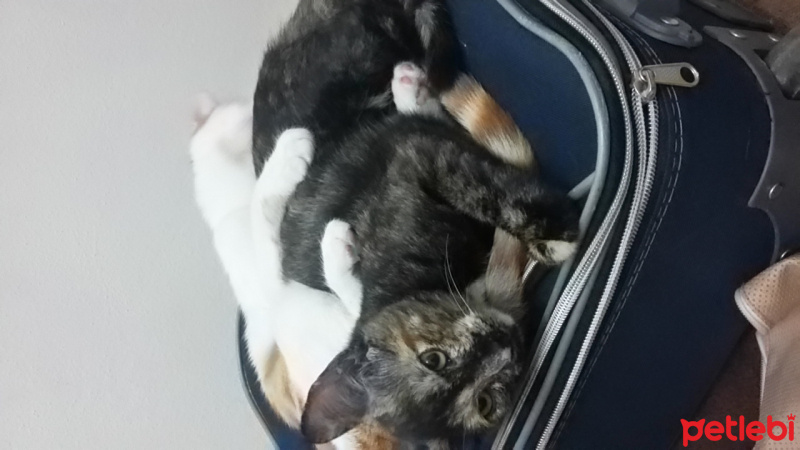 Tekir Kedi, Kedi  Agrîn fotoğrafı