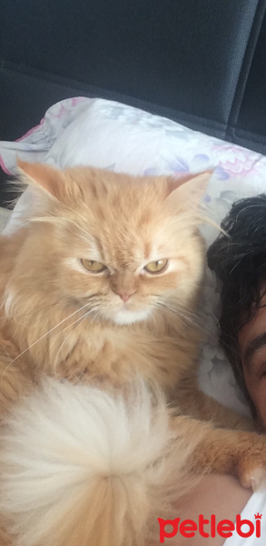 Chinchilla, Kedi  Pamuk fotoğrafı
