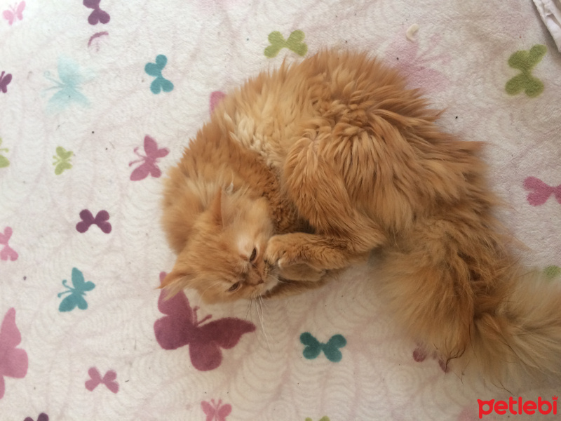 Chinchilla, Kedi  Pamuk fotoğrafı