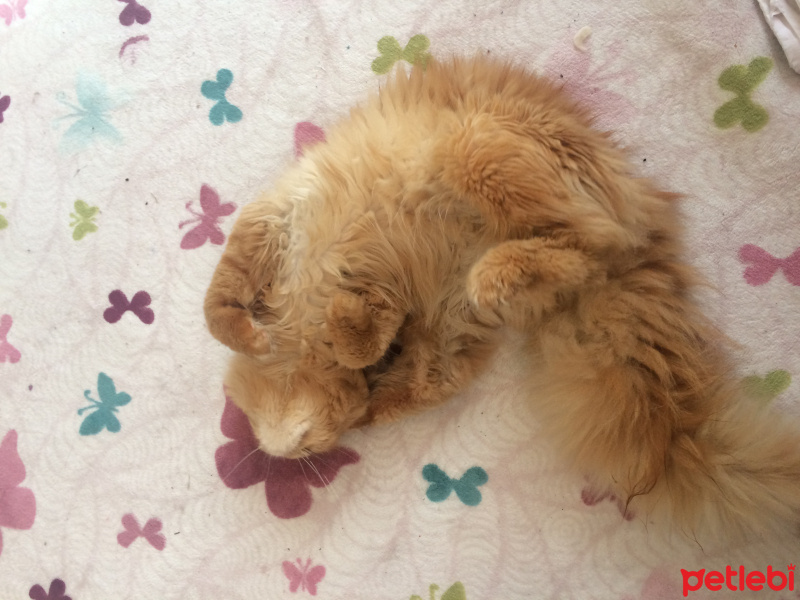 Chinchilla, Kedi  Pamuk fotoğrafı