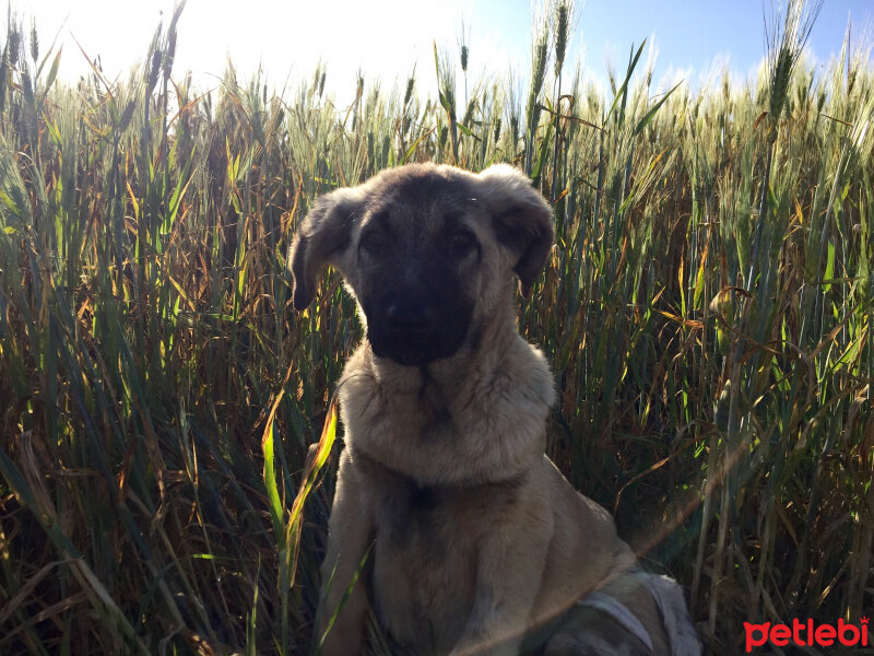 Alman Çoban Köpeği, Köpek  Kobiş fotoğrafı