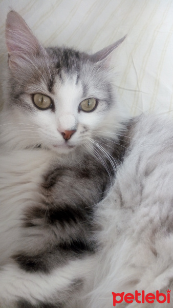 Sibirya Kedisi, Kedi  Mars fotoğrafı