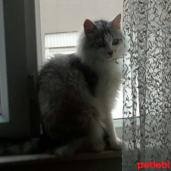 Sibirya Kedisi, Kedi  Mars fotoğrafı