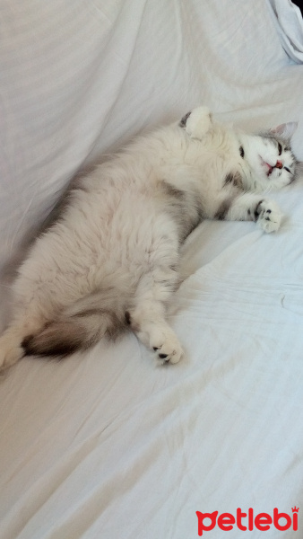 Sibirya Kedisi, Kedi  Mars fotoğrafı