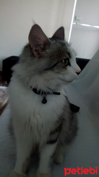 Sibirya Kedisi, Kedi  Mars fotoğrafı