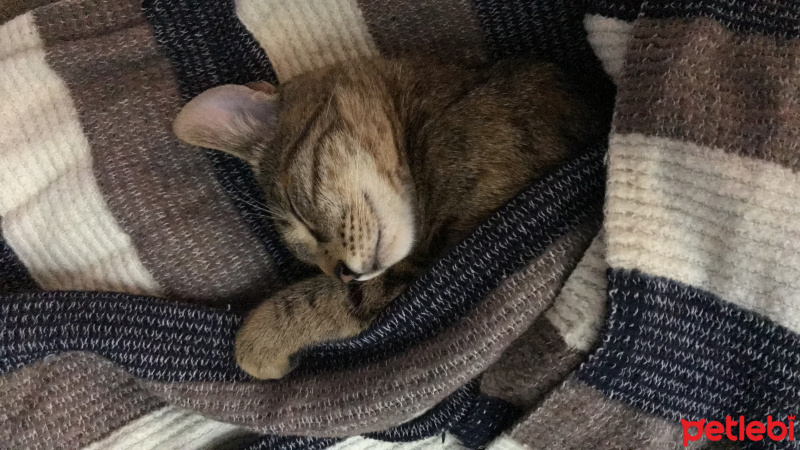 Tekir Kedi, Kedi  Püsük fotoğrafı