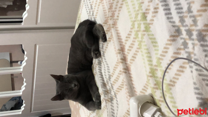 British Shorthair, Kedi  Mia fotoğrafı