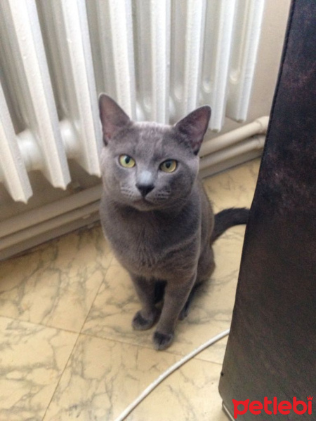 Mavi Rus, Kedi  Duman fotoğrafı