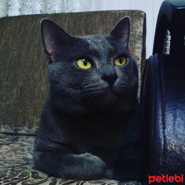 Mavi Rus, Kedi  Duman fotoğrafı