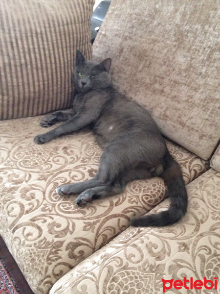 Mavi Rus, Kedi  Duman fotoğrafı
