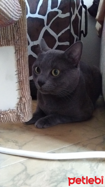 Mavi Rus, Kedi  Duman fotoğrafı