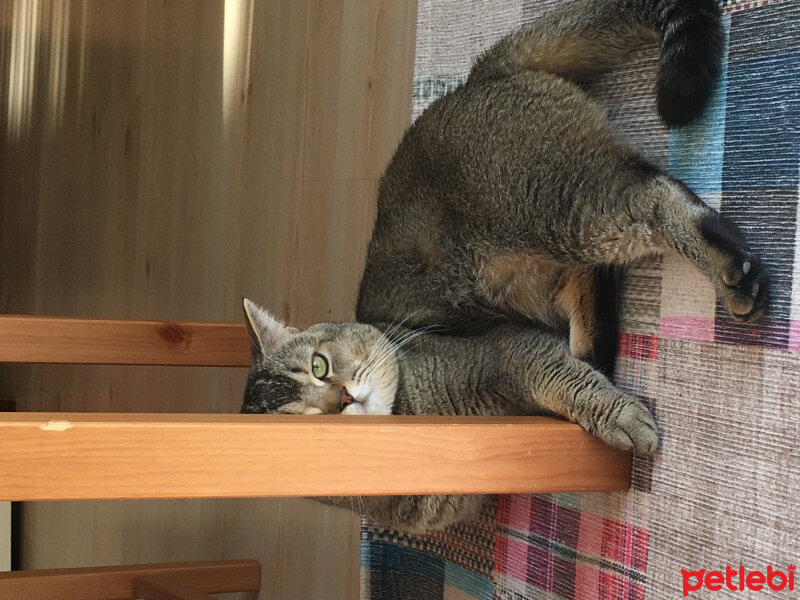 British Shorthair, Kedi  GIRGIR fotoğrafı