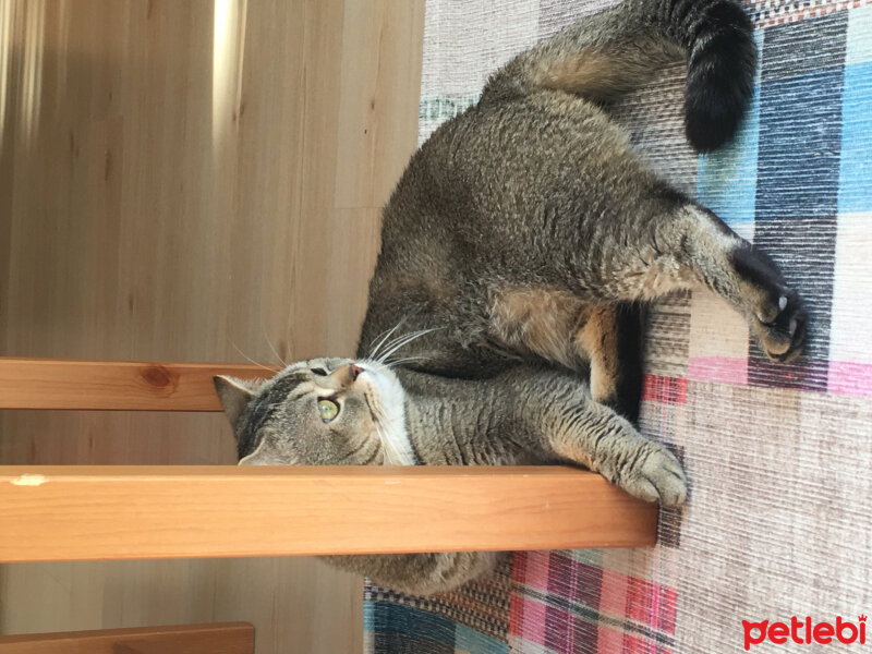 British Shorthair, Kedi  GIRGIR fotoğrafı