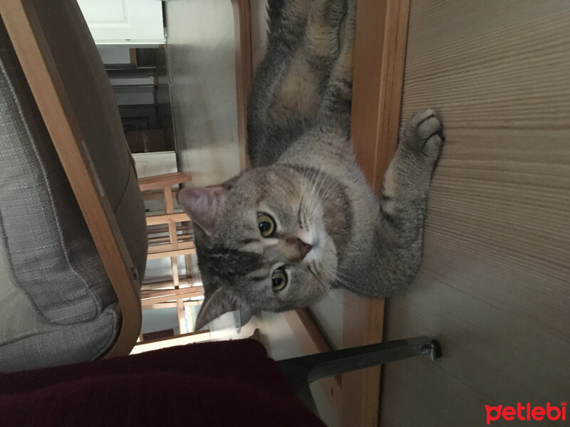 British Shorthair, Kedi  GIRGIR fotoğrafı