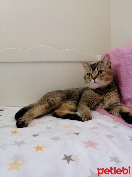 British Shorthair, Kedi  GIRGIR fotoğrafı