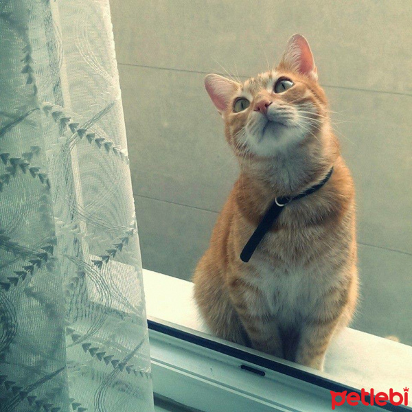 Tekir Kedi, Kedi  Tarçın fotoğrafı