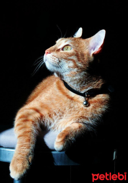 Tekir Kedi, Kedi  Tarçın fotoğrafı