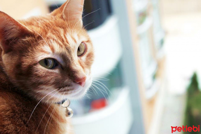 Tekir Kedi, Kedi  Tarçın fotoğrafı