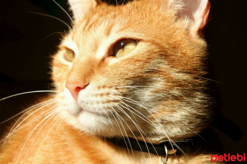 Tekir Kedi, Kedi  Tarçın fotoğrafı