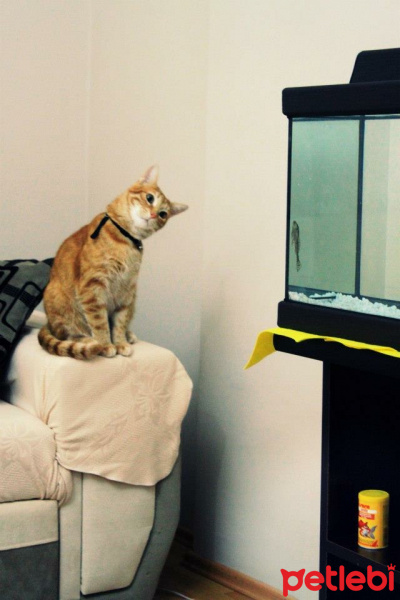 Tekir Kedi, Kedi  Tarçın fotoğrafı