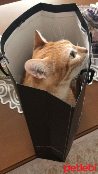 Tekir Kedi, Kedi  Tarçın fotoğrafı
