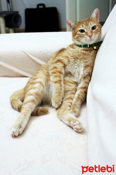 Tekir Kedi, Kedi  Tarçın fotoğrafı