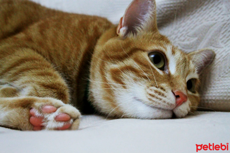 Tekir Kedi, Kedi  Tarçın fotoğrafı