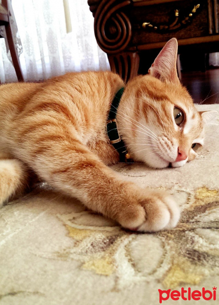Tekir Kedi, Kedi  Tarçın fotoğrafı