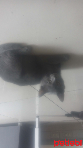 Tekir Kedi, Kedi  mınnık fotoğrafı