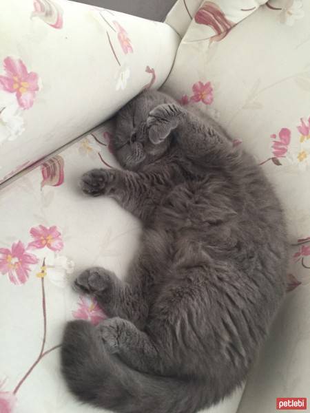 British Shorthair, Kedi  Hüddü fotoğrafı