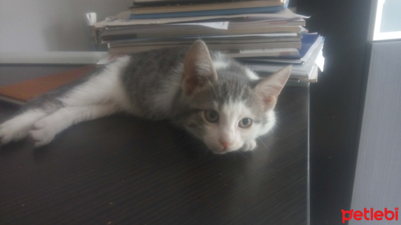 Tekir Kedi, Kedi  fındık fotoğrafı