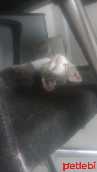 Tekir Kedi, Kedi  fındık fotoğrafı