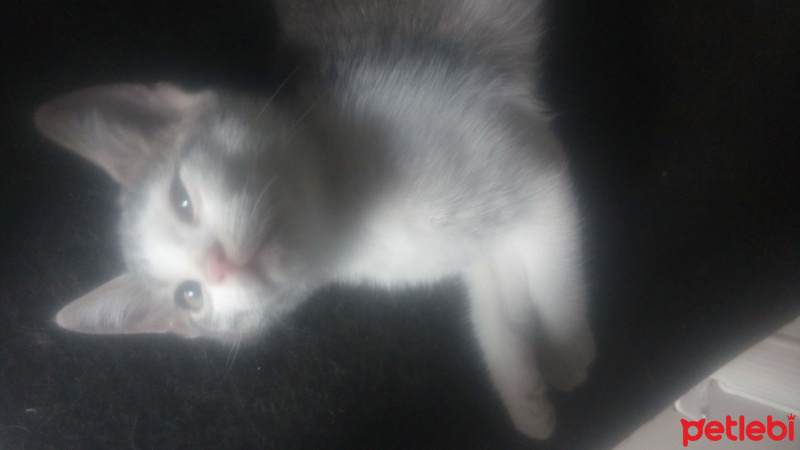 Tekir Kedi, Kedi  fındık fotoğrafı