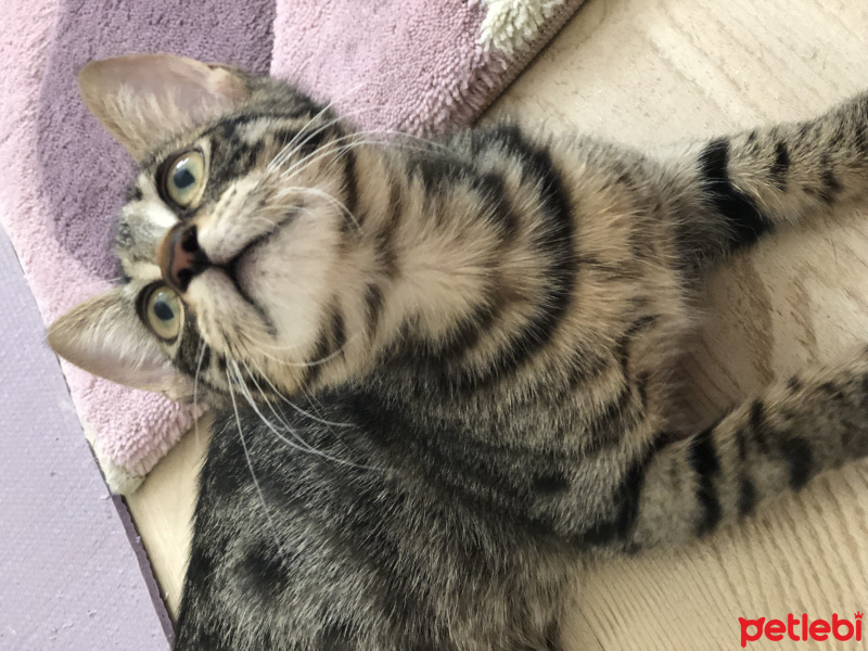 Tekir Kedi, Kedi  Matmazel fotoğrafı