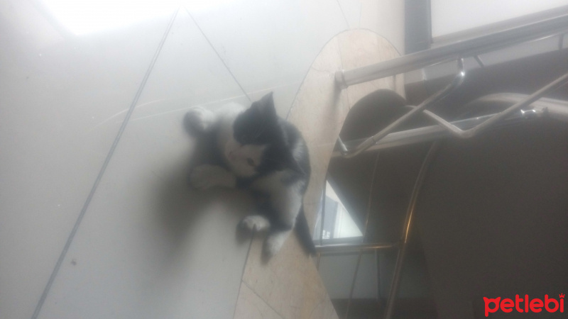 Tekir Kedi, Kedi  Poti fotoğrafı