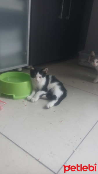 Tekir Kedi, Kedi  Poti fotoğrafı