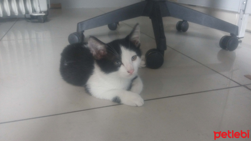 Tekir Kedi, Kedi  Poti fotoğrafı